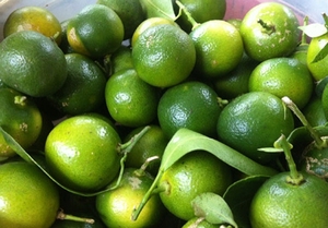 Calamansi-polvo 100% puro, alta calidad, el mejor precio - Product Image 2