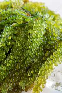 องุ่นทะเลอบแห้งคาเวียร์สีเขียว Umibudo Lato Caulerpa Lentillifera Umibudou จากเวียดนาม - Product Image 2