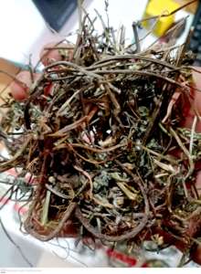 Bhringraj - Eclipta Alba-Bhringa Previene la caída del cabello debido a su reducción de la caspa Keshya Puede retrasar el encanecimiento - Product Image 6