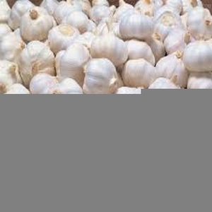 High Quality <b>Fresh</b> <b>Garlic</b> in Bulk Wholesale per Tons - Product Image 1