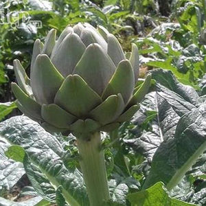 Té de Alcachofa de Vietnam, Alcachofa Seca, Vacaciones - Product Image 2