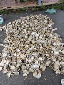 Coquille d'abalone multicolore en coton, coquillage naturel de la plage, coquilles de mer du vietnam séchées et nettoyées (), 99 données en or - Product Image 3