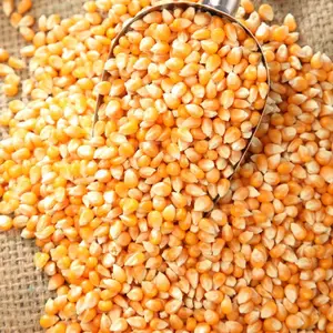 Premium High Quality Yellow Corn Maiskörner füttern Mais Mais für Tiere von CA;9 Nicht klebrig 50 kg getrocknet 1 cm AD