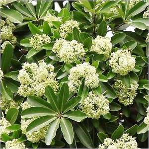 Extrait d'Herbes d'Écorce Saptaparni-Alstonia Scholaris 1kg dans Récipient Plastique - Product Image 3