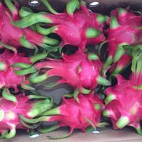 100% Natuurlijke Verse Dragon Fruit Wit & Rood Aanpasbare Maten Graad 1 500-800g HACCP Gecertificeerd Vietnam Viet Delta//NICKY
