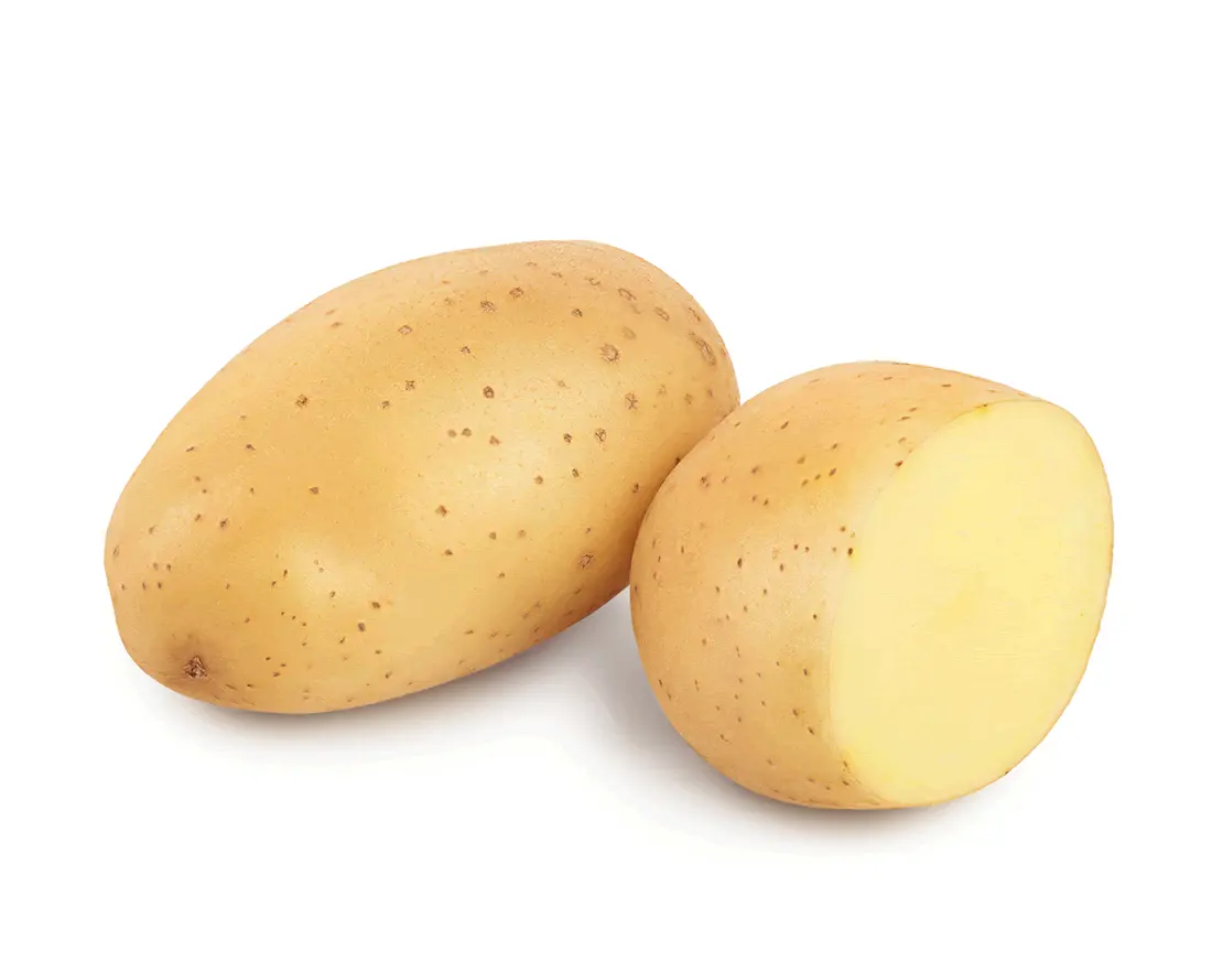 Holland Seed Fresh Potato With Organic Growth And Harvest
