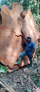 100% Troncos de madera de alta calidad de todo tipo, incluidos Sapelli Dossier Okan Limbali Fracker Ovenkhole Ekop Beli Ekop N" - Product Image 2