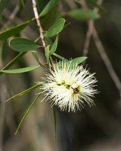 Huile essentielle de Niaouli 100% pure, distillée à la vapeur, certifiée GMP pour la fabrication de savon - Product Image 2