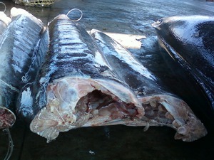 Iso Gmp Haccp Gecertificeerd 24 Maanden Houdbaarheid Bevroren Witte Marlijn Verse Zeevruchten Van Ivoorkust - Product Image 6