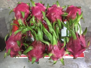 MEILLEUR PRIX POUR DU DRAGON FRUIT ROUGE FRAIS DE HAUTE QUALITÉ GRADE 1 DU VIETNAM/MS LAURA - Product Image 2