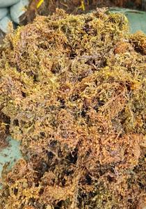 [Offre Spéciale] sargassum muticum séché de haute qualité/algues séchées Vietnam/Mme Kate - Product Image 2