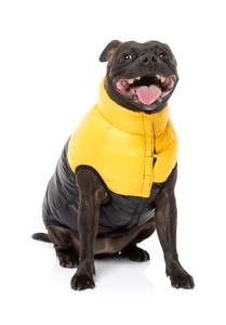 East Harlem Veste d'aventure confortable pour chiens Vêtements recyclés pour animaux de compagnie en jaune - Product Image 2