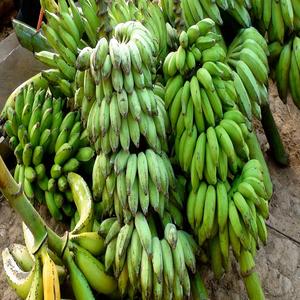 Best Quality <b>Fresh</b> Green Cavendish <b>Banana</b>/ <b>Fresh</b> <b>Banana</b> Prices - Product Image 5