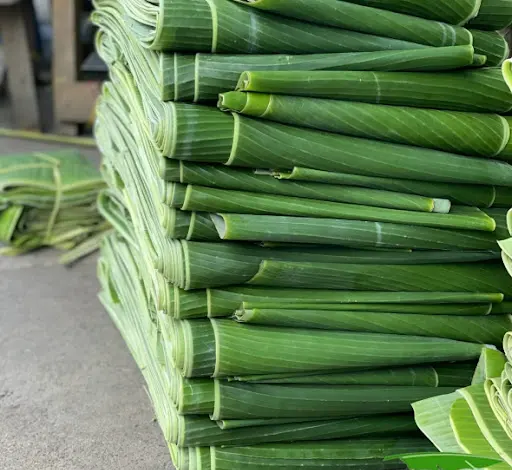 USING TO WRAP FOOD - NO CHEMICALS : FRESH BANANA LEAVES TERESA +84971482716