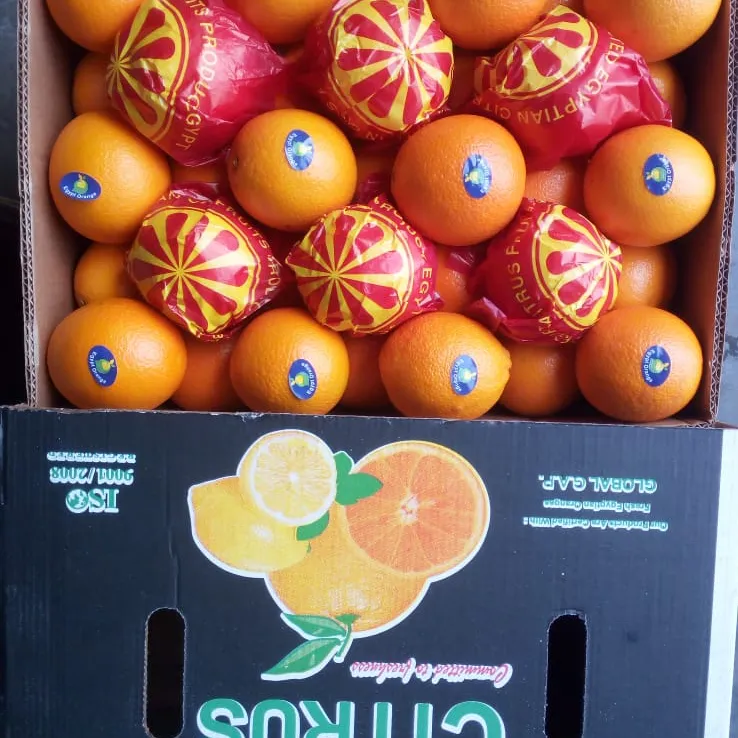 Fresh Orange, Citrus Fruit, Navel, Valencia Available Now with Competitive Price