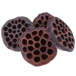 Gousses de lotus séchées pour les restaurants et les hôtels - Origine Vietnam - Product Image 4