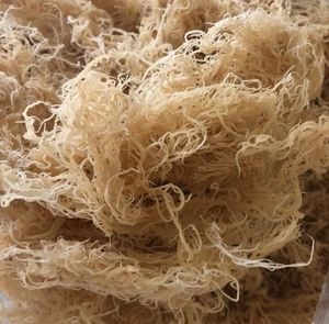 มอสทะเลสีทอง/สีทองธรรมชาติ/Eucheuma cottonii-Yami คุณภาพสูง - Product Image 6