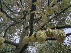 Wholesale <b>Fresh</b> <b>Durian</b>/<b>Fresh</b> <b>Durian</b> Monthong/<b>Fresh</b> <b>Durians</b> - Product Image 6