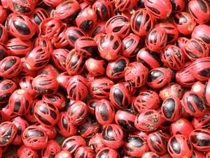 Huile essentielle de macis pure et biologique de qualité supérieure 100% à usage thérapeutique fabriquée par les meilleurs fabricants - Product Image 6