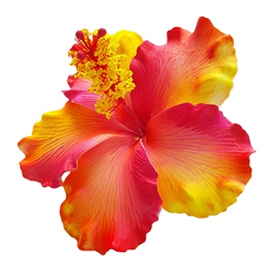 Tốt Nhất Người Bán Chất Lượng Cao Tuyệt Vời Sản Phẩm <span class=keywords><strong>Handmade</strong></span> Nhân Tạo Hibiscus Bọt Hoa (Gói 100 Miếng) - Product Image 2