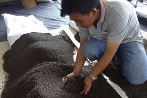 พริกไทยดำพรีเมียมเวียดนาม 500GL 550GL FAQ พริกไทยแห้งทั้งเม็ด โรงงานผลิตโดยตรง ส่งออกจำนวนมาก ขายส่ง - Product Image 2