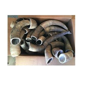 Corne de petite taille pour paire corne usine Inde artisanat pièce et meilleure qualité polie pour par artisanat - Product Image 6