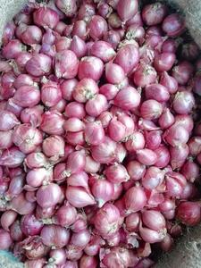 Cebolla roja para importadores y compradores al por mayor - Product Image 5