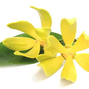 Ylang Ylang Essential Oil For Commercial use in India New Hot-Selling Natural Essential Fragrance Oil For Aromatherapy diffuser
