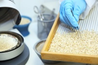 1000 g Riz Noir Giuseppe Verdi Sélection Italien Fabriqué en Italie Riz