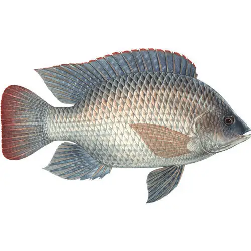 Wholesale Bulk Raw Boneless Tilapia Fillet Fish