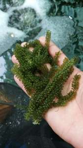 Algas marinas saladas Algas marinas Umibudo Algas marinas Uva - Product Image 5