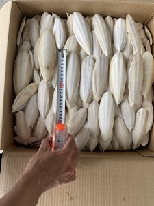 Os de seiche os de seiche os de seiche os de seiche os de calmar séchés-HAUTE QUALITÉ-MEILLEUR PRIX-VIETNAM/ M. Ethan - Product Image 5