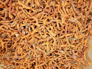 Chất lượng tốt thô màu đỏ tự nhiên ý san hô pin kích thước - Product Image 3