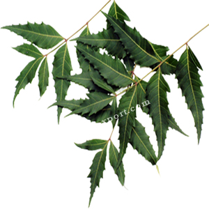 Poudre indétectée biologique Triple raffinée, fabricant indien de Neem, en vrac 100% pure pour les soins capillaires - Product Image 2