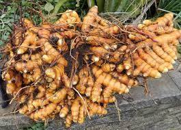 Curcuma cru, curcuma frais, prix de gros du curcuma au Vietnam - Product Image 5