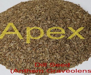 Semillas de Eneldo de Calidad, Anthemum Graveolens, Limpieza Sortex - Product Image 4