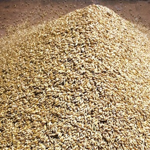 Cebada de Calidad para Alimentación Animal y Consumo Humano en Venta - Product Image 4
