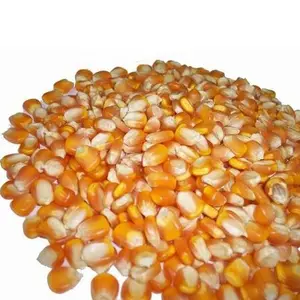 Premium Hoge Kwaliteit Gele Maïs/Maïs Grade 1 & 2 Voor Menselijke Consumptie