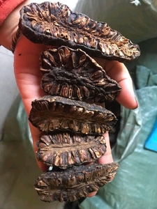 Exportador Vietnamita de Fruta de Noni Seca - Noni Seca Cortada por la Mitad - Noni Seca Entera a Granel con Precio Competitivo - Product Image 3