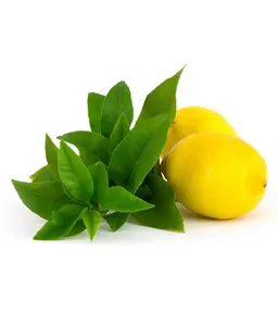 100% minyak esensial Lemon Verbena Aroma manis murni