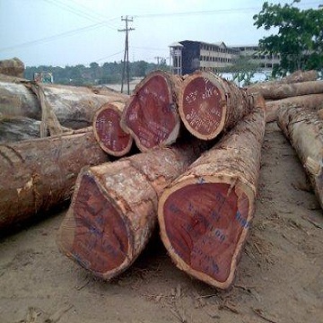 Doussie-troncos de madera de teca redonda, Tali, Padouk, alta calidad