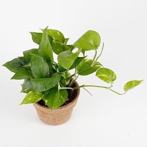 Biologisch Afbreekbare Kokos Kokosvezel Potten Duurzame <span class=keywords><strong>Coco</strong></span> Bloem Planters Goedkoopste Vietnam Fabriek Prijs