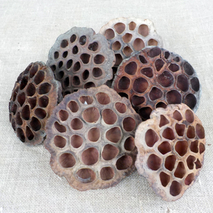 Cápsulas de loto secas para decoración del hogar, venta al por mayor - Product Image 2