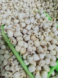 Bán buôn Hạt Giống Sen giá/khô trắng hạt sen/thiêng liêng sen + 84 947 900 124 - Product Image 5