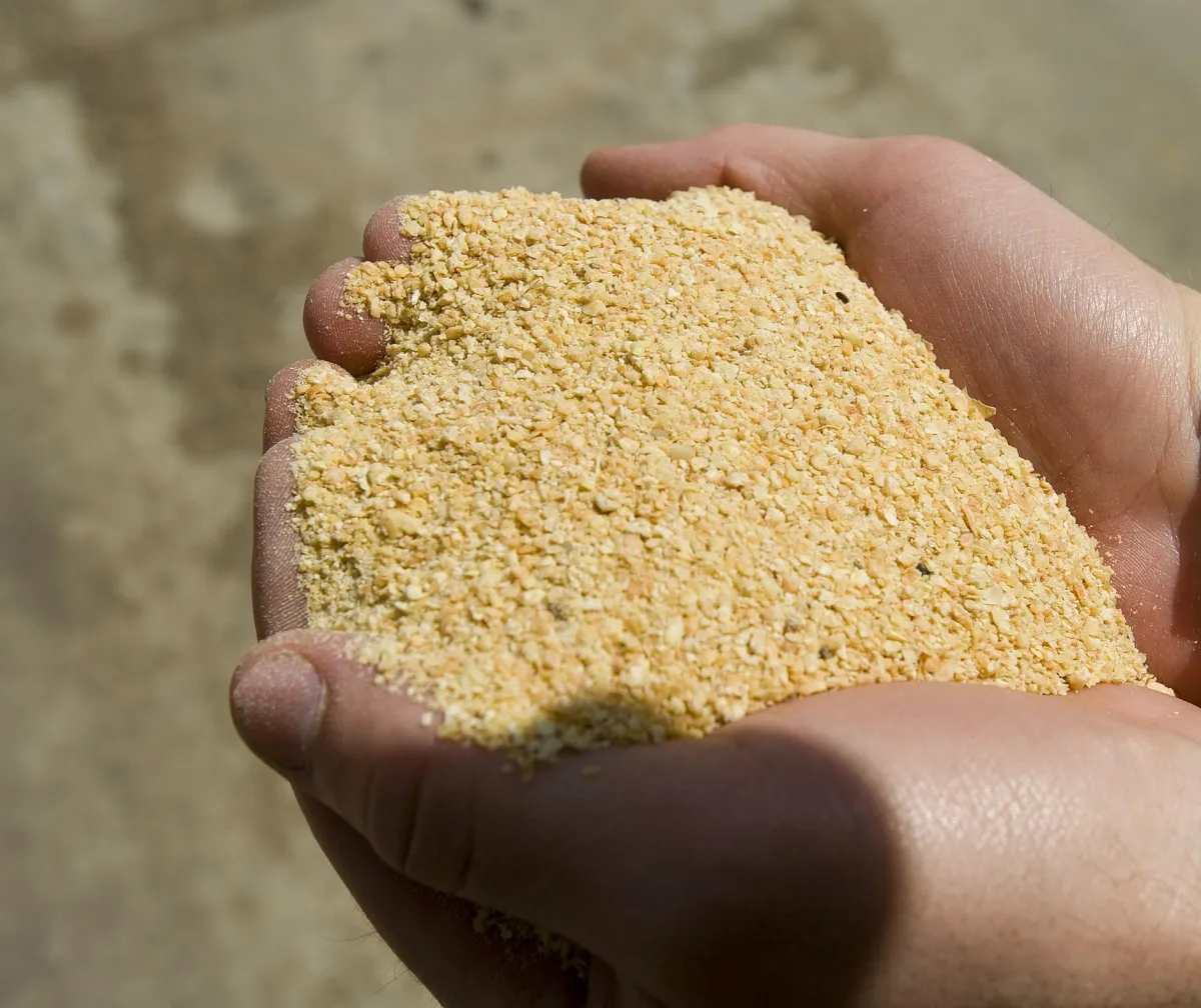 Farina di soia di alta qualità proteica per l'alimentazione degli animali