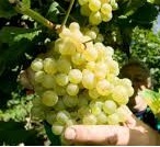750 ml GVerdi Selection voor PROSECCO DOC Treviso Spumante Italiaanse Glera druivensoort, gemaakt in Italië