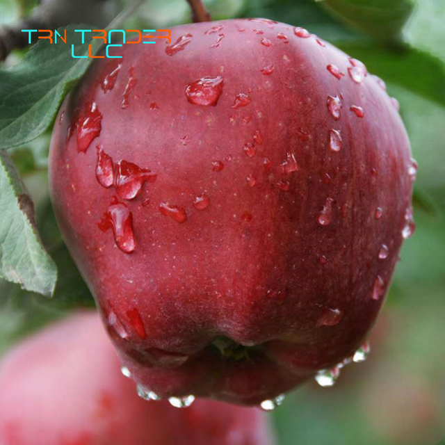 2021 New TRN Brand Sweet Fresh Gala Apples Grade a Texas Origin Certified 13.5kg/17kg/19kg Carton for Wholesale Suppliers
