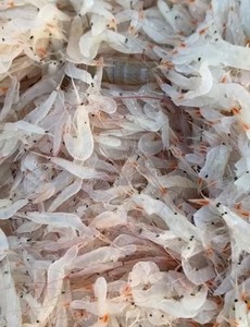 Meilleure vente de sauce de trempage de Malaisie avec des ingrédients alimentaires de qualité supérieure avec du sucre de sel de crevettes fraîches adapté à toutes les cuisines - Product Image 4