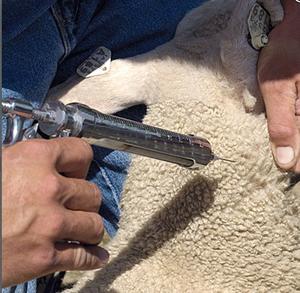 Jeringa de Metal para uso veterinario, jeringa de metal de latón cromado, 10ml,20ml,30ml - Product Image 3