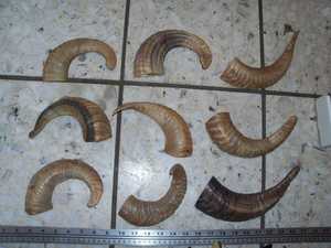 ฮอร์น RAM ดิบสำหรับการทำมีดจับ - Product Image 5